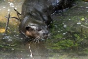 Wildlife-307