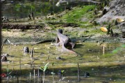 Wildlife-310