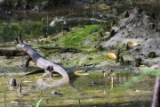 Wildlife-311