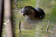 Wildlife-313