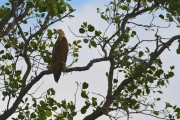 Wildlife-316