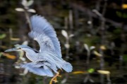 Wildlife-320