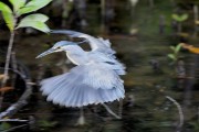 Wildlife-321