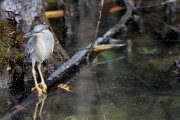 Wildlife-326