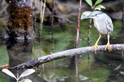 Wildlife-340