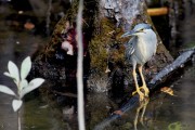 Wildlife-325