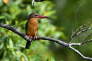 Wildlife-359