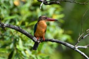 Wildlife-358