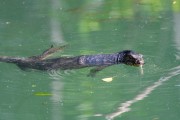 Wildlife-351