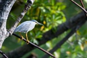 Wildlife-349