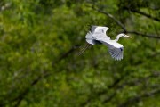 Wildlife-366