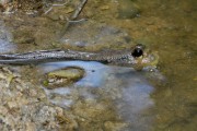 Wildlife-375