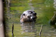 Wildlife-302