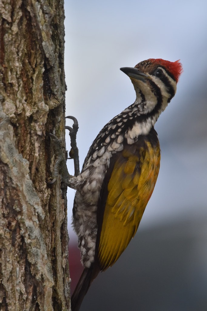 Golden back woodpecker Golden back woodpecker