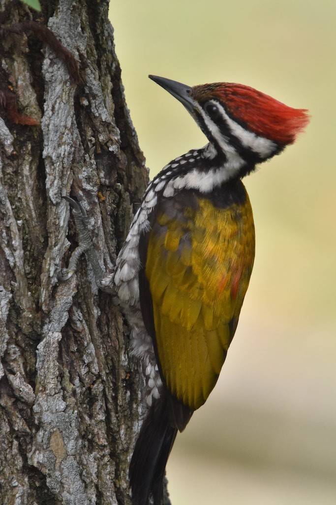 Golden back woodpecker 2 Golden back woodpecker 2