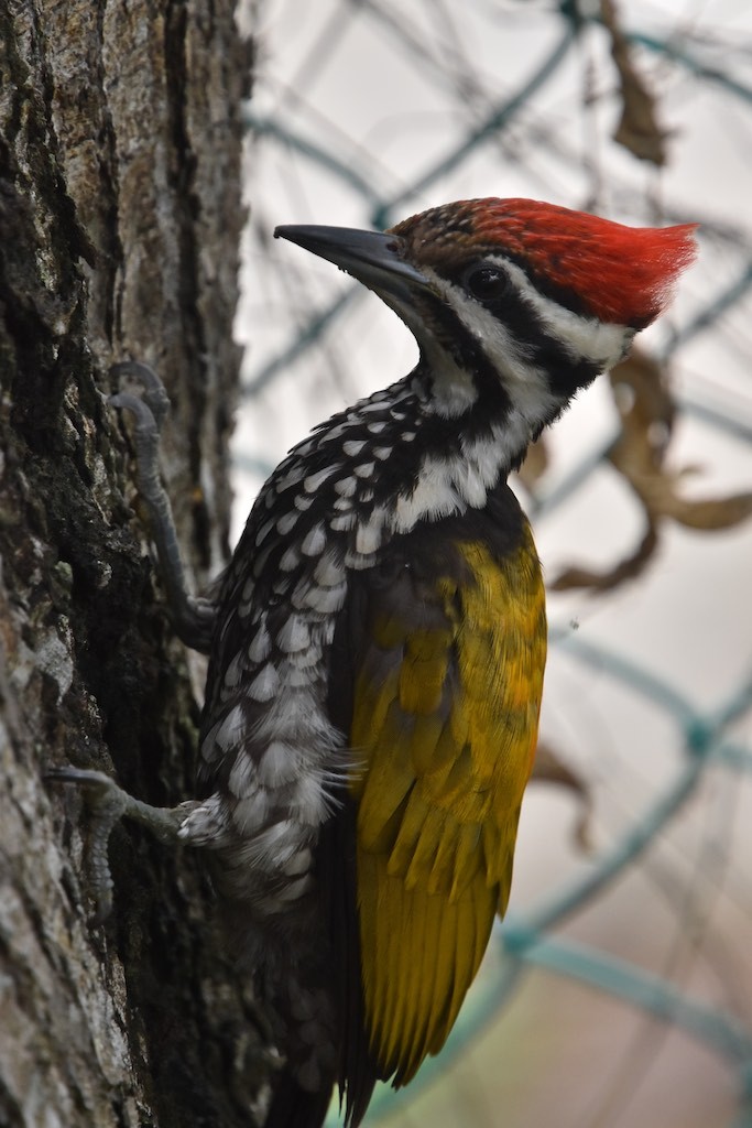 Golden back woodpecker 3 Golden back woodpecker 3