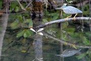 Wildlife-282-1