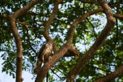 Wildlife-282