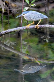Wildlife-283-2