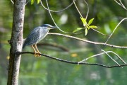 Wildlife-285-1