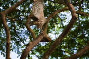 Wildlife-285