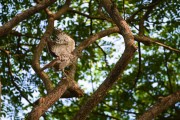 Wildlife-290