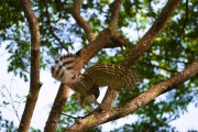 Wildlife-293