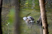 Wildlife-295