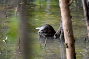 Wildlife-296