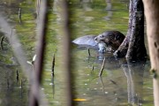 Wildlife-298