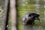 Wildlife-299