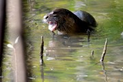 Wildlife-301
