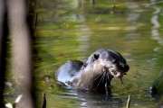 Wildlife-304