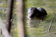 Wildlife-305