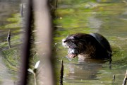 Wildlife-306