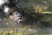Wildlife-308