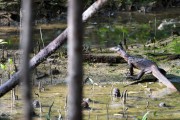 Wildlife-312
