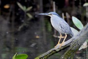 Wildlife-317