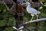 Wildlife-319