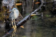 Wildlife-324