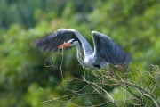 Wildlife-334