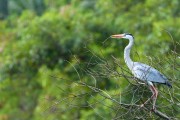 Wildlife-344