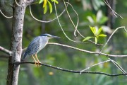 Wildlife-348