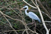 Wildlife-363