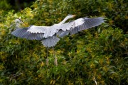 Wildlife-371