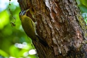 Wildlife-383
